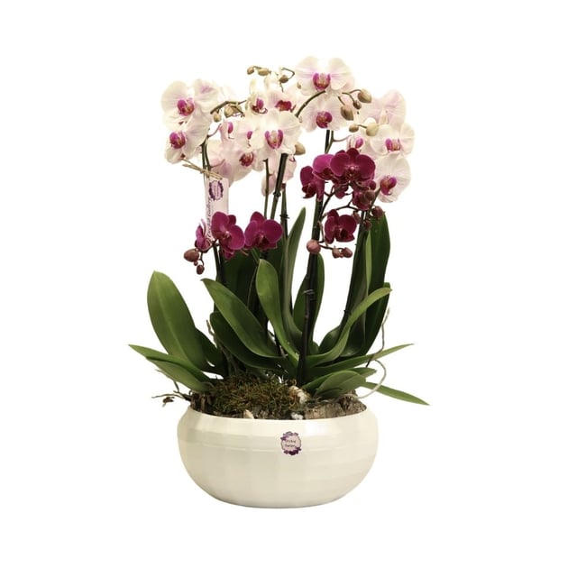 Composition with orchids 242