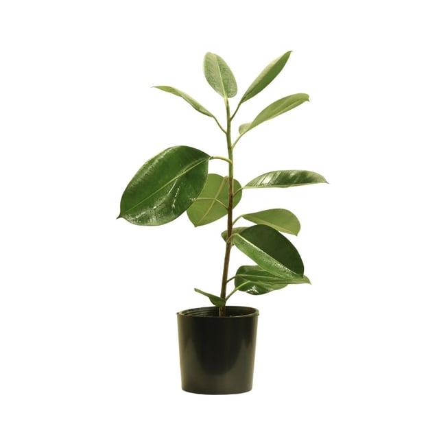 Rubber ficus 236