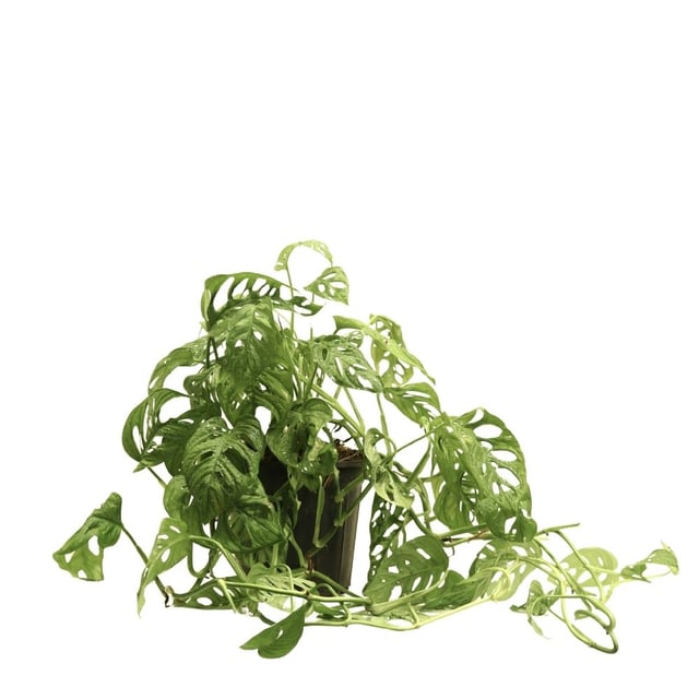 Monstera adansonii 228