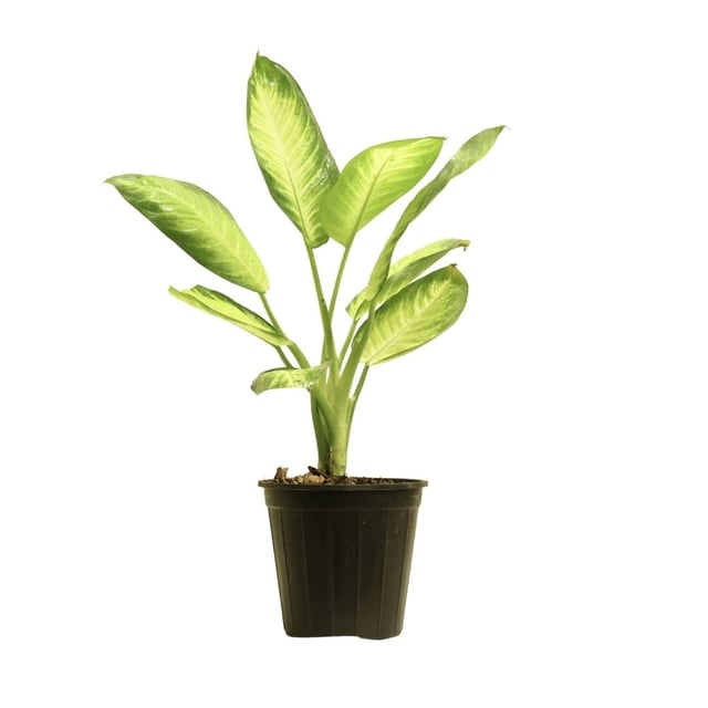 Բույս Դիֆֆենբախիա 227