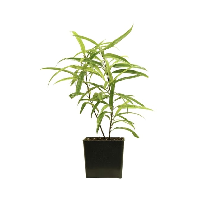 Ficus benedict Ali 226