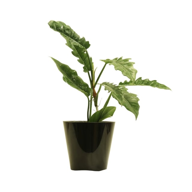 Philodendron 127