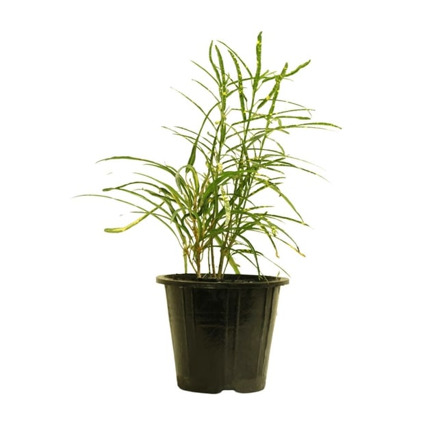 Croton ‘Zanzibar’ 118