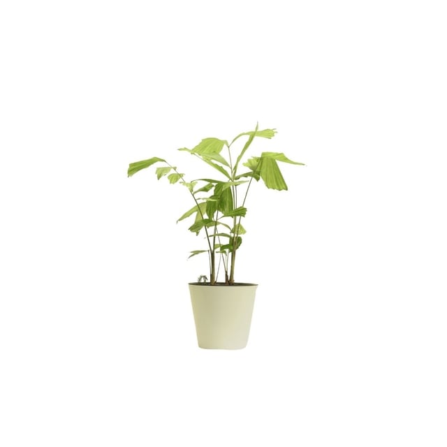 Բույս Կարիոտա 117