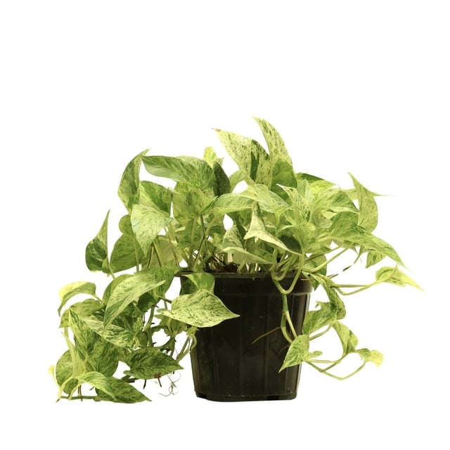 Scindapsus pictus 111