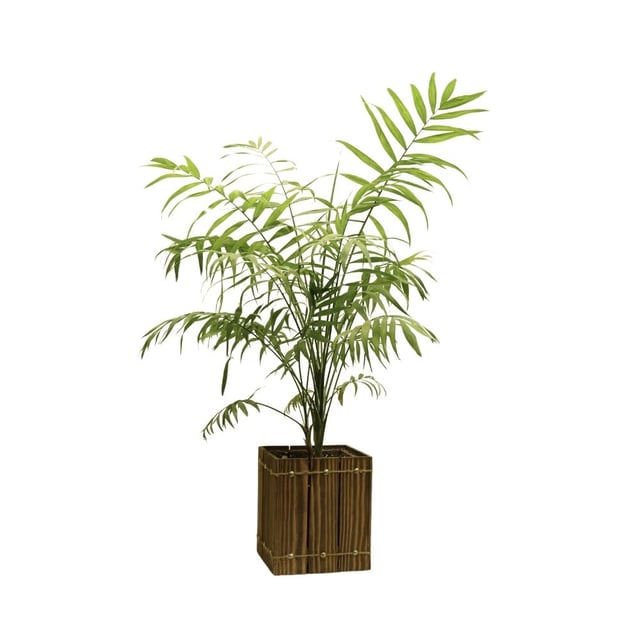 Բույս Խամեդորեա 110