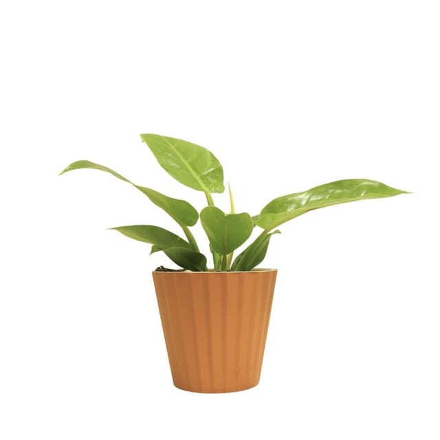 Բույս Ֆիլոդենդրոն 106