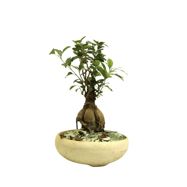 Բույս Ֆիկուս Գինսենգ 093