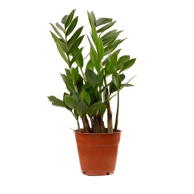 Բույս Զամիակուլկաս 043