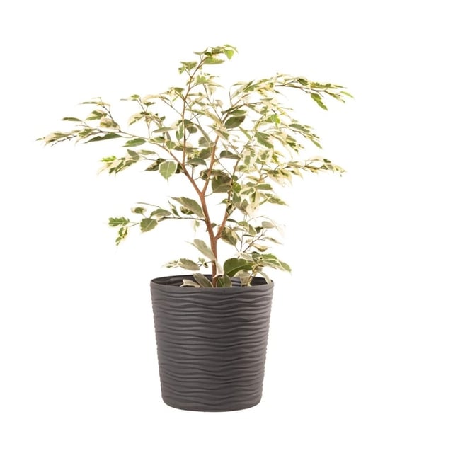 Ficus benjamina  079