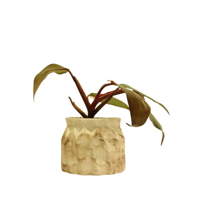 Philodendron Pink Princess 072