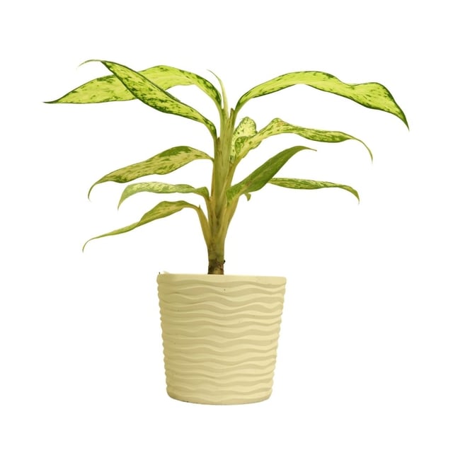 Aglaonema 070