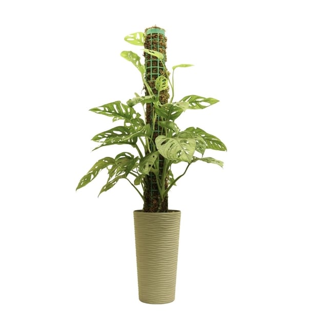 Monstera adansonii 067