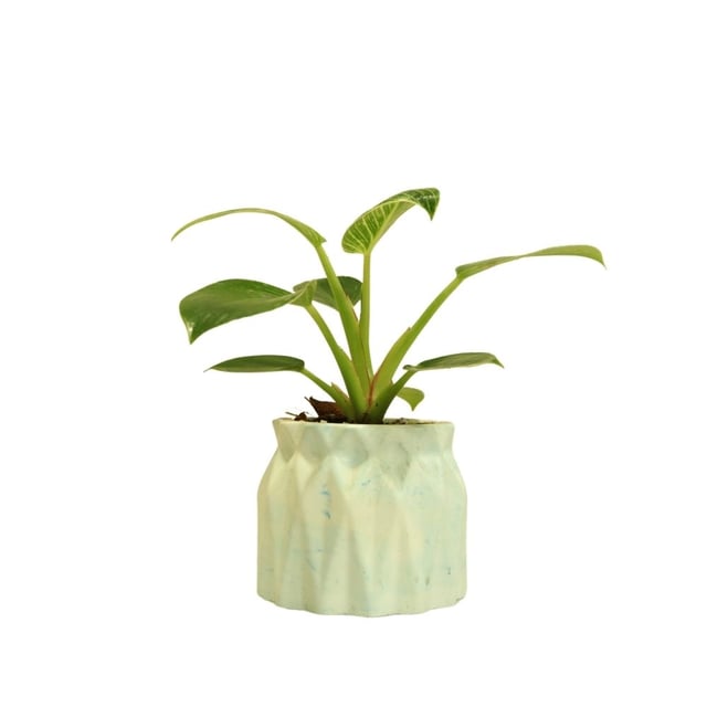 Philodendron birkin 064