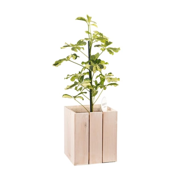 Բույս Շեֆլերա 061