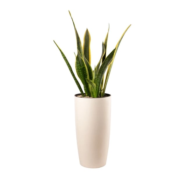 Plant Sansevieria Laurentii 052