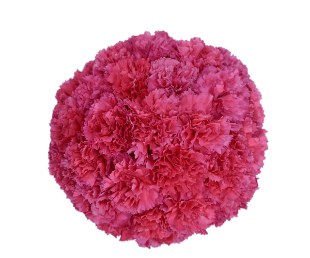 Flowers in a Box "Carmen" with pink disiantuses