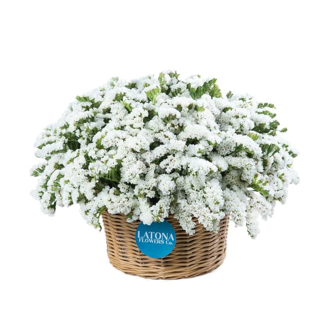 Basket with White Limoniums