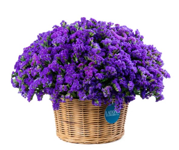 Flower in a Basket ‹Dry Purple› with limoniums