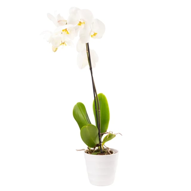 Plant ‹Orchid Gallery› White Orchid